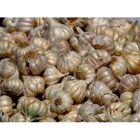 GARLIC (India)